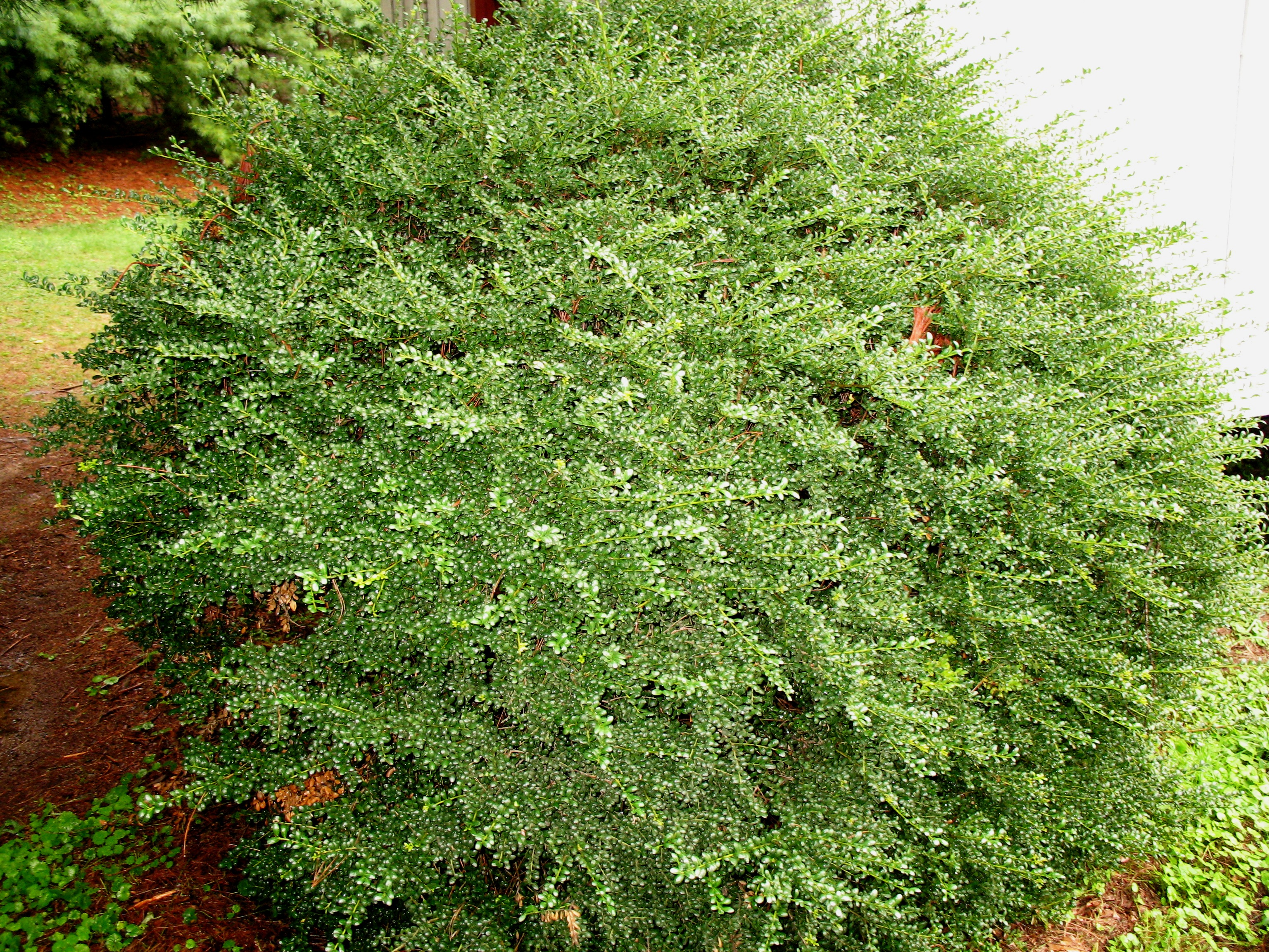 Ilex crenata